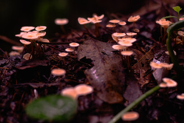 mushrooms in the forest