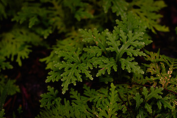 green leaves background
