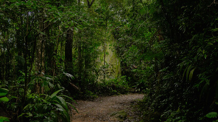 Fototapeta premium beautiful footpath in the woods