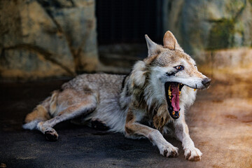 くびするチュウゴクオオカミ