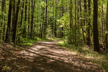 Peaceful path through the woods. Less travel path in  South Carolina, United States.