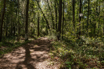 Peaceful path through the woods. Less travel path in  South Carolina, United States.