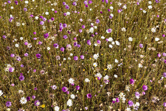 Prado de flores " Xeranthemum annuum "