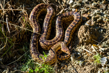 Obraz premium Close-up of Pacific gopher snake (Pituophis catenifer catenifer)