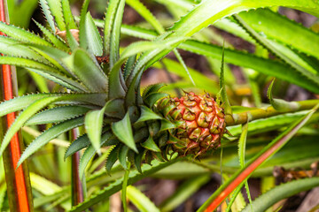 Close up of young pineapple fruit growing in a field