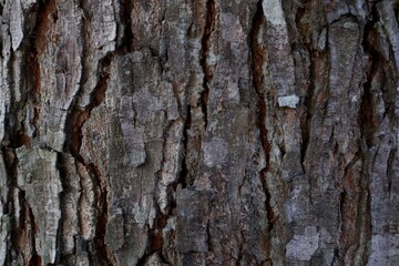 Tekture old bark of a tree