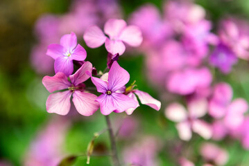 Lunaria annua, also called honesty or annual honesty
