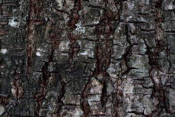 bark of a tree texture