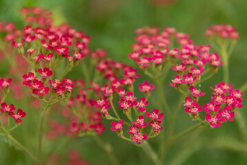 Red Achillea or yarrows