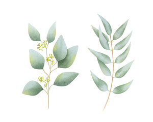Set of eucalyptus branches on isolated background. Hand drawn watercolor botanical illustration. For design, cards, invitations, congratulations, packaging, print, fabric, medicine, advertising.