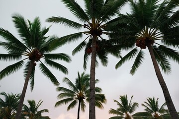 Obraz premium Stunning Closeup of Tropical Alba Trees Against Crisp White Background