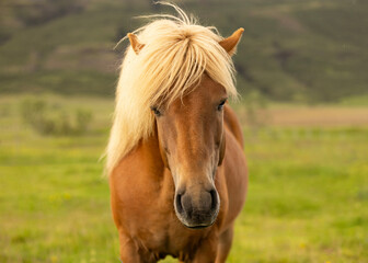 Obraz premium Icelandic Horse