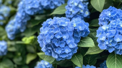 Blue hydrangea blossoms in full bloom, vibrant and lush floral display, summer garden