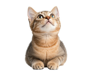 Obraz premium gray tabby cat sitting looking up isolated on transparent background