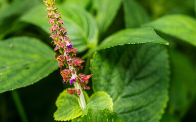 Green nature background. Plant macro shot