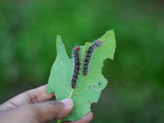 Black caterpillars eat avocado leaves
