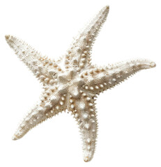 PNG White starfish on white background