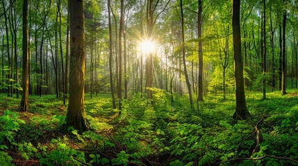 Beautiful forest panorama with bright sun shining through the trees , ai
