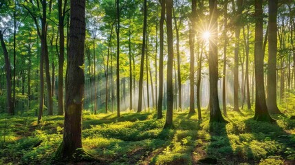 Obraz premium Beautiful forest panorama with bright sun shining through the trees , ai