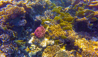 coral and fish in sahl hasheesh hurghada egypt