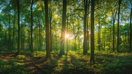 Obraz premium Beautiful forest panorama with bright sun shining through the trees , ai