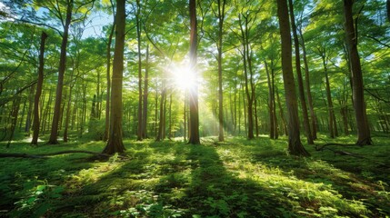 Obraz premium Beautiful forest panorama with bright sun shining through the trees , ai