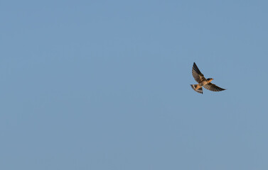 Barn swallow in flight at sunset.