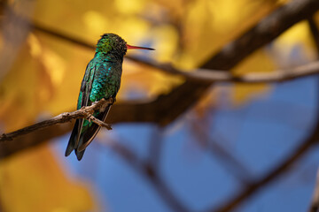 Glittering humingbird on yellow flowers background, Glittering-bellied emerald (Chlorostilbon lucidus)