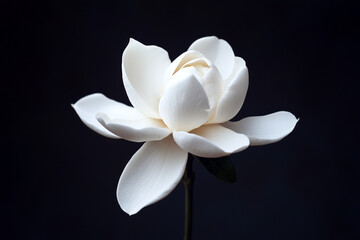 Fototapeta premium Fresh white gardenia flower, close-up.