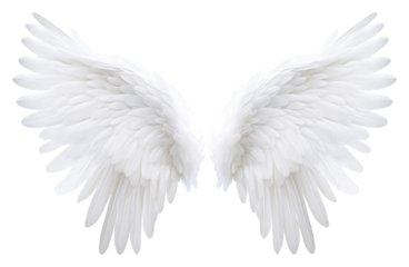 PNG White feather angel wings bird white background archangel.