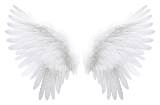 PNG White feather angel wings bird white background archangel.