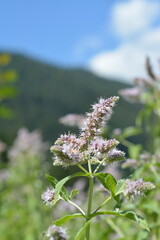 Medicinal plant mint close-up in mountain forest