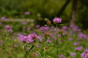 Field with pink cornflowers and insects