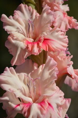 Varietal pink gladioli with shade close-up