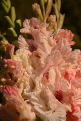 Bouquet of beautiful tall pink-cream gladioli close-up