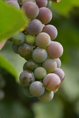 Unripe bunch of pink grapes close-up