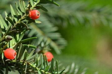 Red berries of taxus baccata on a green coniferous branch