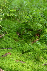 Green moss, fallen pine cones and green blueberry bushes in the forest