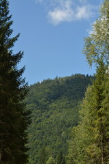 Landscape in the mountains. Tall trees and blue sky