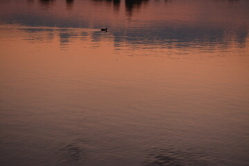 Dark silhouette of a duck swimming in the distance on an evening lake