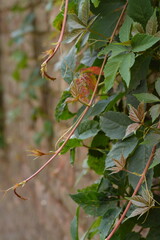 Parthenocissus quinquefolia leaves curl along an old brick wall