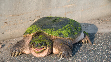 Selective focus on a large snapping turtle crossing a paved road in search of new territory.