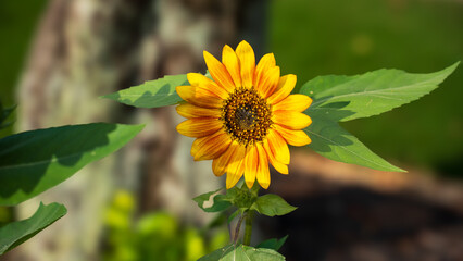 Close up of a sunflower. Sunflower has many advantages for eating, feeding livestock, and aesthetics. The sunflower seed in the center of the flower provides a wealth of nutrition when dried.