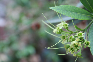 copy-space flowers, single flower above or top view on the garden with green color, beautiful, exotic, natural object that make freshness, plant in the garden