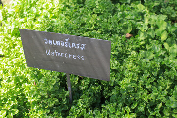 Close up Watercress or Nasturtium officinale is a leafy green plant that grows in freshwater. Organic vagetable.