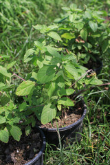 Thai basil or Ocimum basilicum in organic plantation. Fresh herbal ingredient raw vegetable aromatic