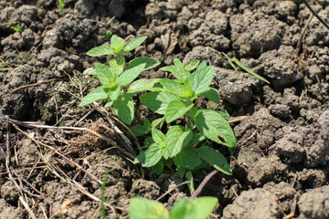 Thai basil or Ocimum basilicum in organic plantation. Fresh herbal ingredient raw vegetable aromatic