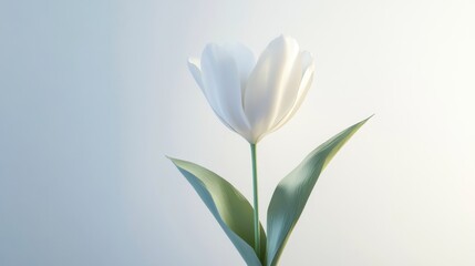 Fototapeta premium A minimalist 3D render of a tulip, elegant and refined, isolated on white background