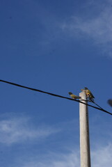 Loros en cables