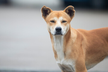 Portrait of Thai dog, Thailand